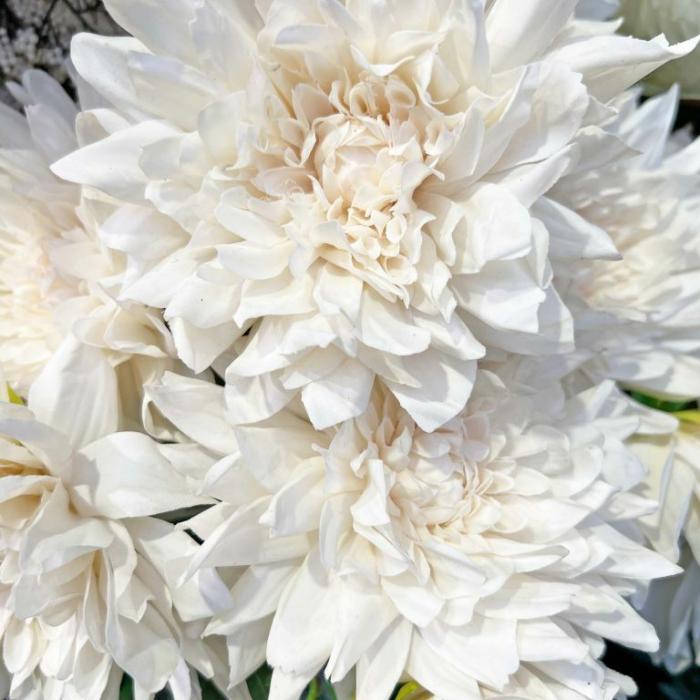 Artificial Plants & Flowers |  Artificial Dahlia Star Ivory Artificial Plants & Flowers Artificial Plants & Flowers