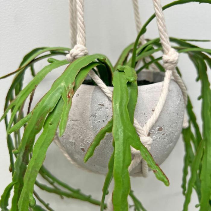 Artificial Plants & Flowers |  Artificial Hanging Aloe Leaves In Rustic Pot Artificial Plants & Flowers Artificial Plants & Flowers