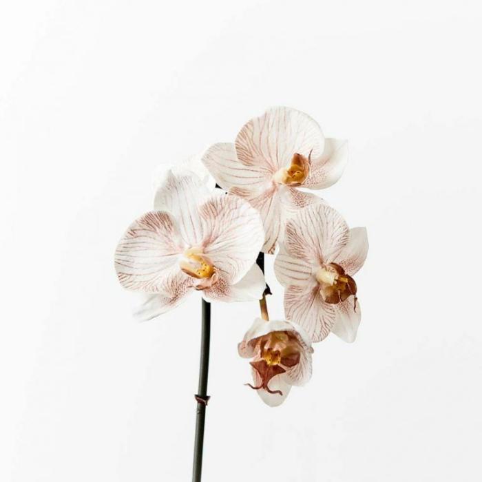 Artificial Plants & Flowers |  Artificial Mini Phalaenopsis Orchid Latte Artificial Plants & Flowers Artificial Plants & Flowers