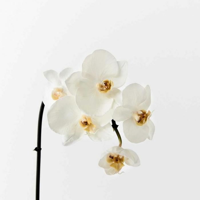 Artificial Plants & Flowers |  Artificial Mini Phalaenopsis Orchid White Artificial Plants & Flowers Artificial Plants & Flowers