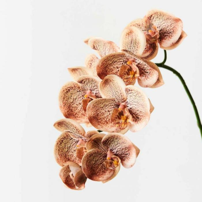 Artificial Plants & Flowers |  Artificial Phalaenopsis Orchid Toffee Artificial Plants & Flowers Artificial Plants & Flowers