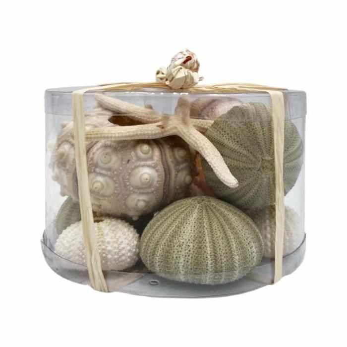 Home Accessories |  Shell & Sea Urchin Pack Assorted Home Accessories Home Accessories